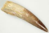 2.40" Real Spinosaurus Tooth - Nice Enamel & Tip - #202138-1